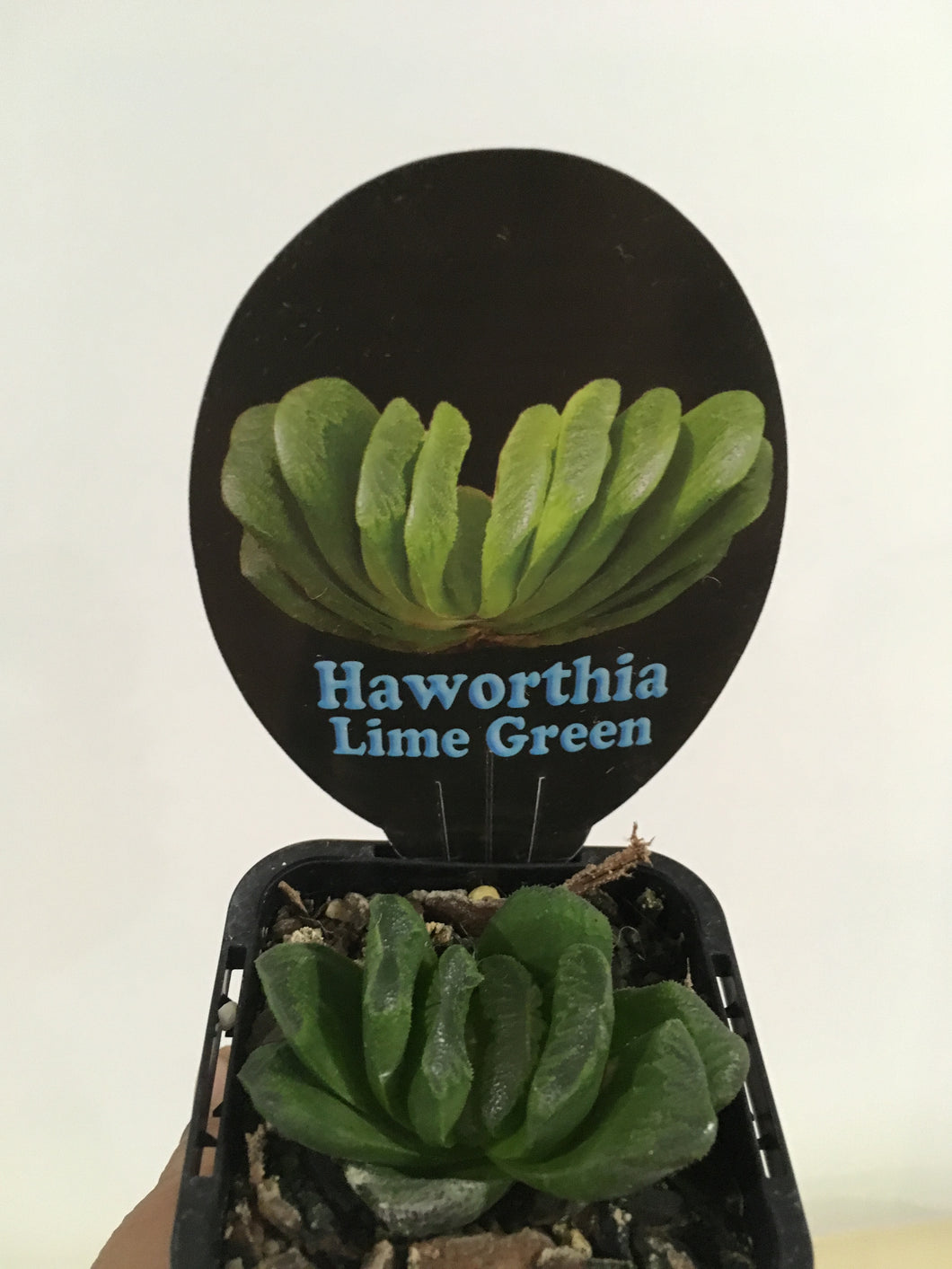 Haworthia Lime Green in 7cm pot