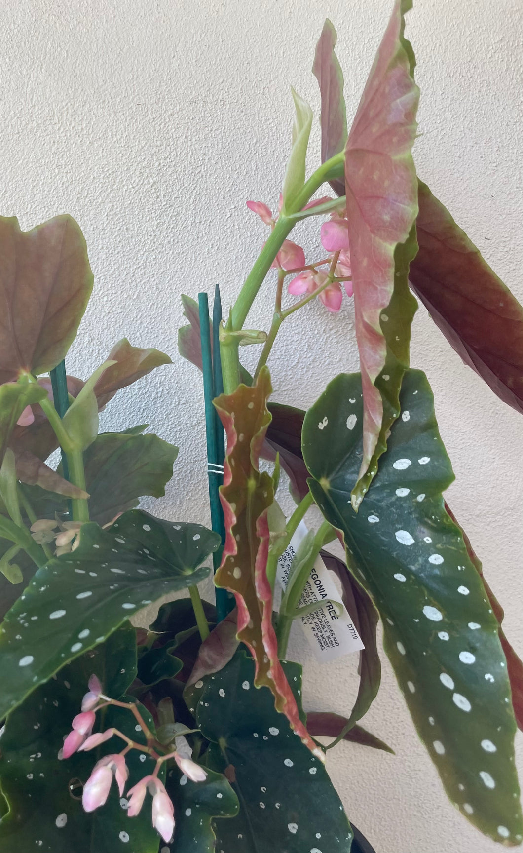 Begonia Maculata in 20cm pot