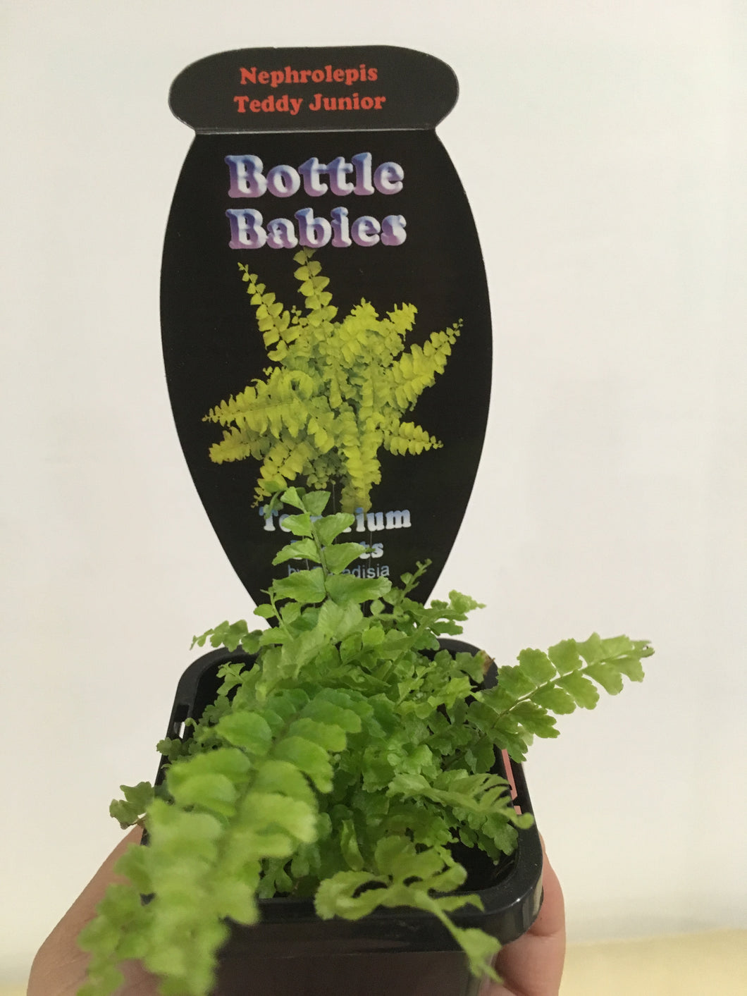 Nephrolepis Teddy Junior in 7cm pot