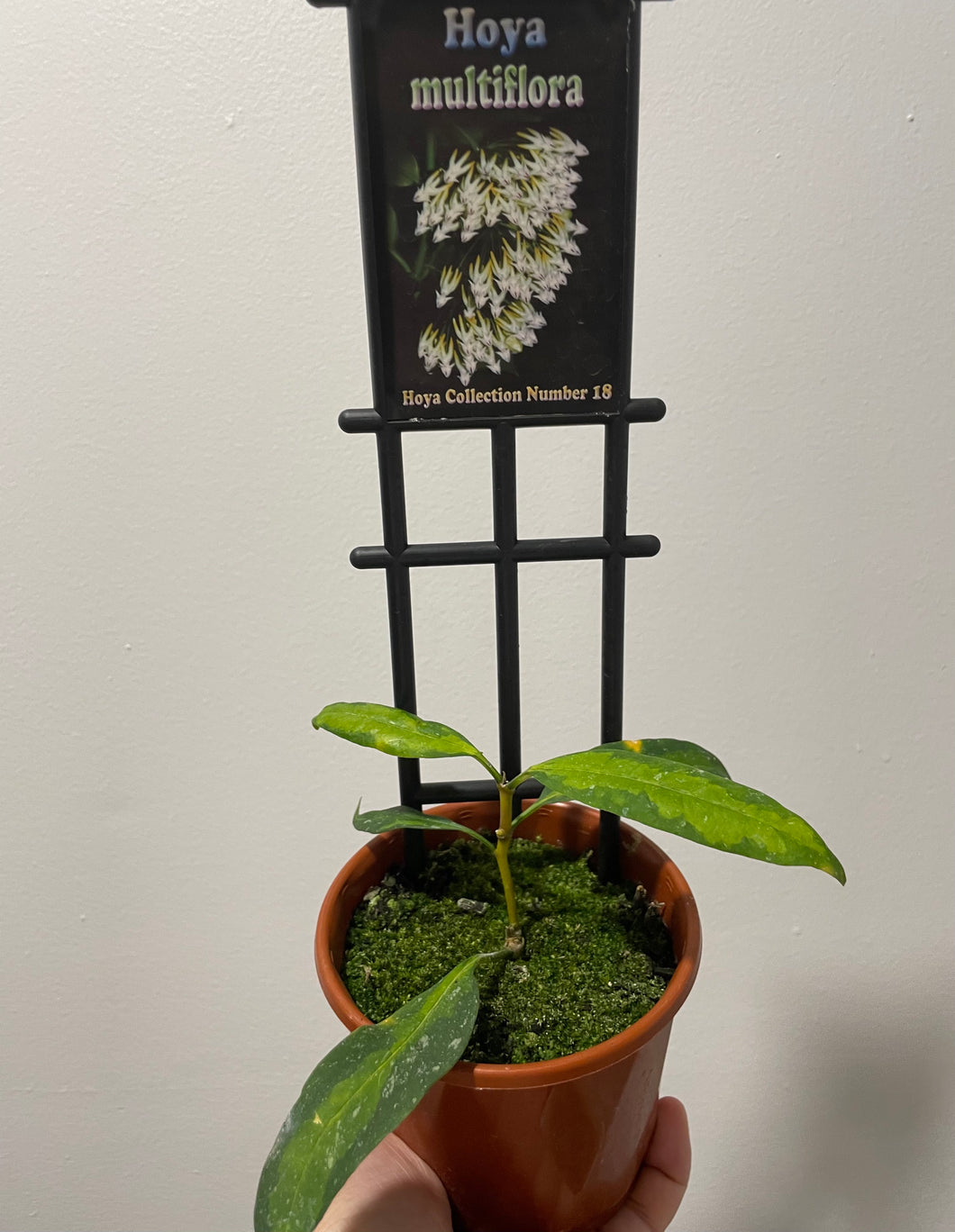Hoya multiflora variegated in 10cm pot wi