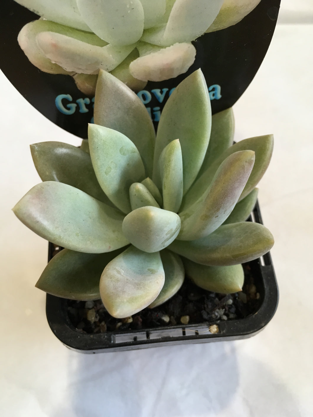 Graptoveria ovalina in 7cm pot