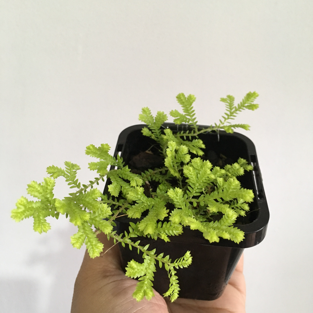Selaginella kraussiana -Gold in 7cm pot