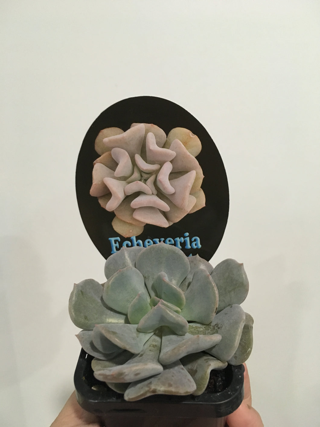 Echeveria Cubic Frost 7cm