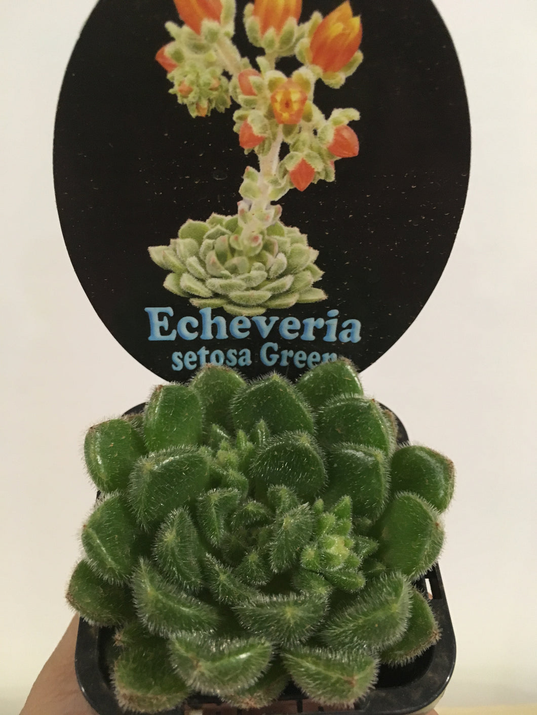 Echeveria setosa Green in 7cm pot