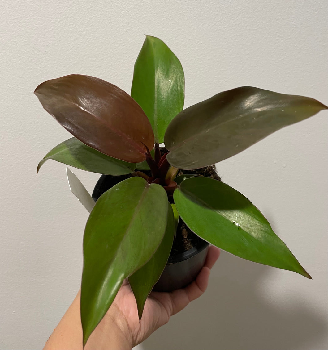 Philodendron prince of orange in 12cm pot