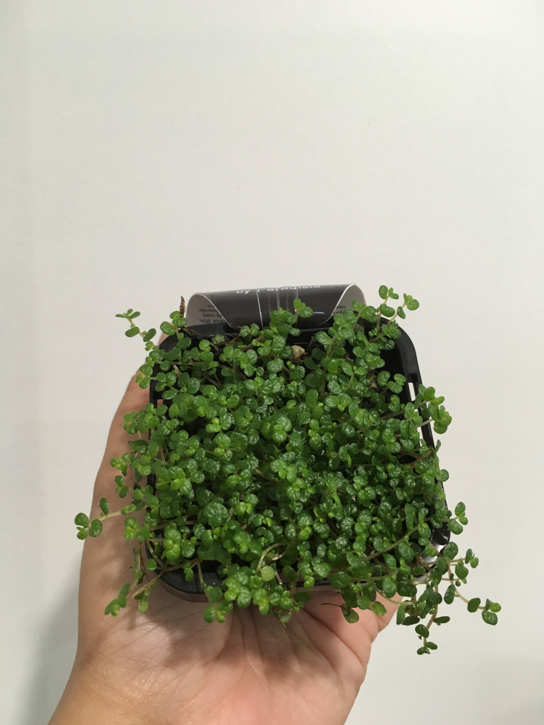 Baby’s Tears Plant in 7cm pot