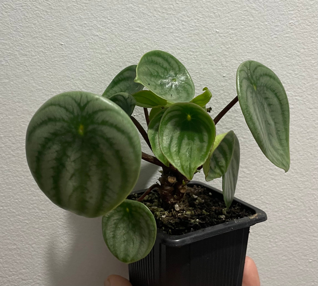 Peperomia watermelon in 7.5cm pot