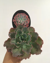 Load image into Gallery viewer, Echeveria blue curls in 8cm pot
