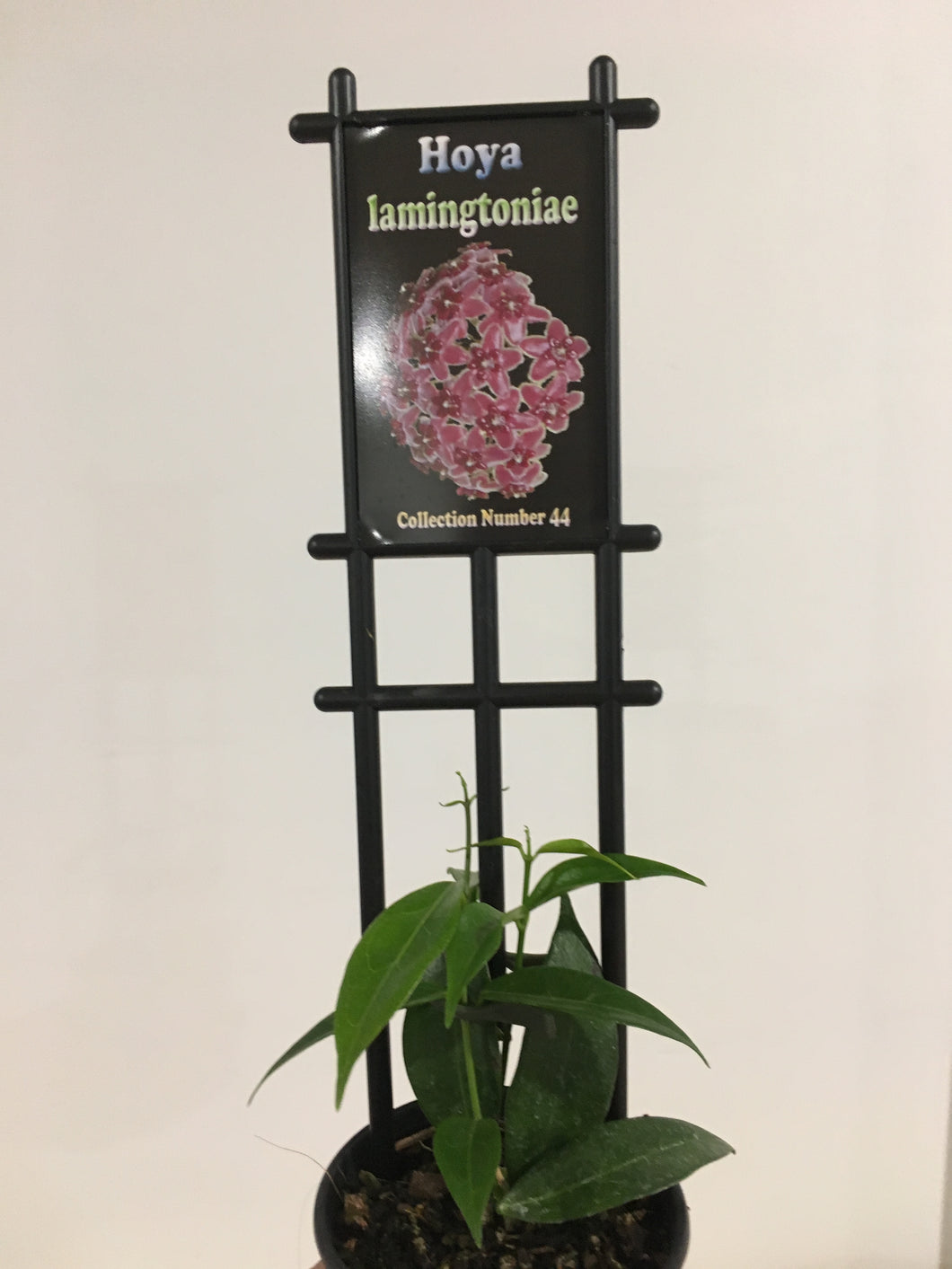 Hoya lamingtoniae in 8cm pot