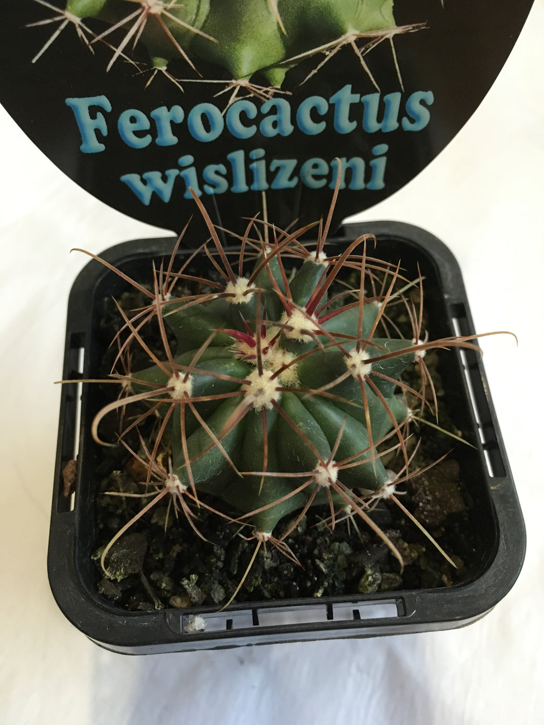 Ferocactus wislizeni in 7cm pot