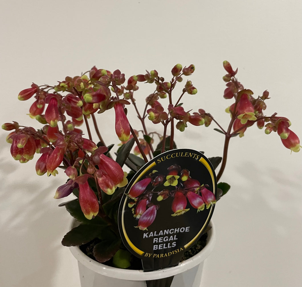 Kalanchoe regal bells in 13cm pot