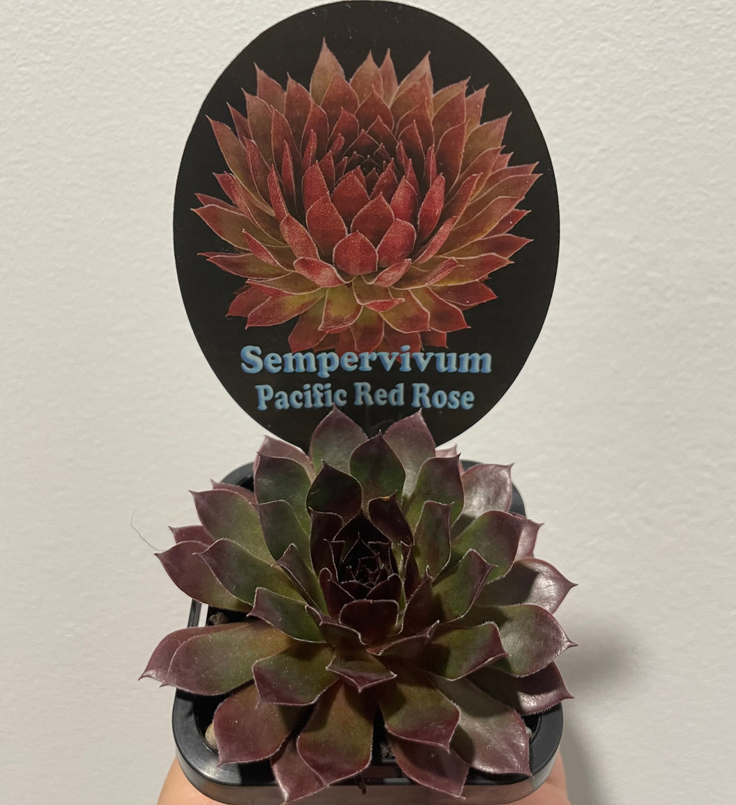 Sempervivum pacific red rose in 7cm pot