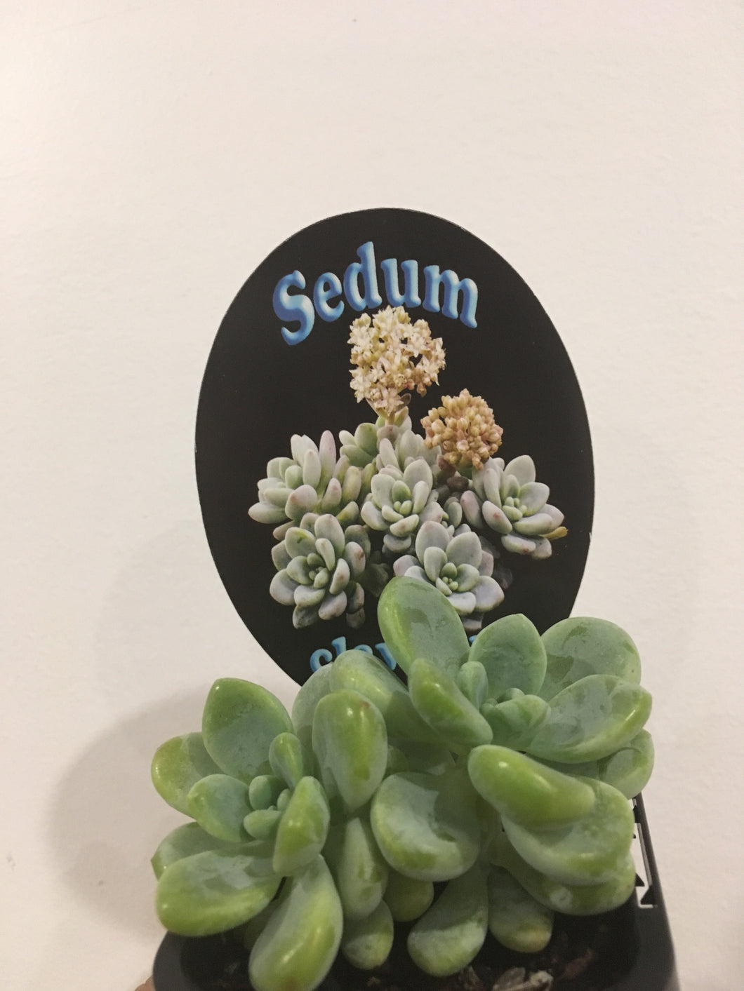 Sedum calvatum in 7cm pot
