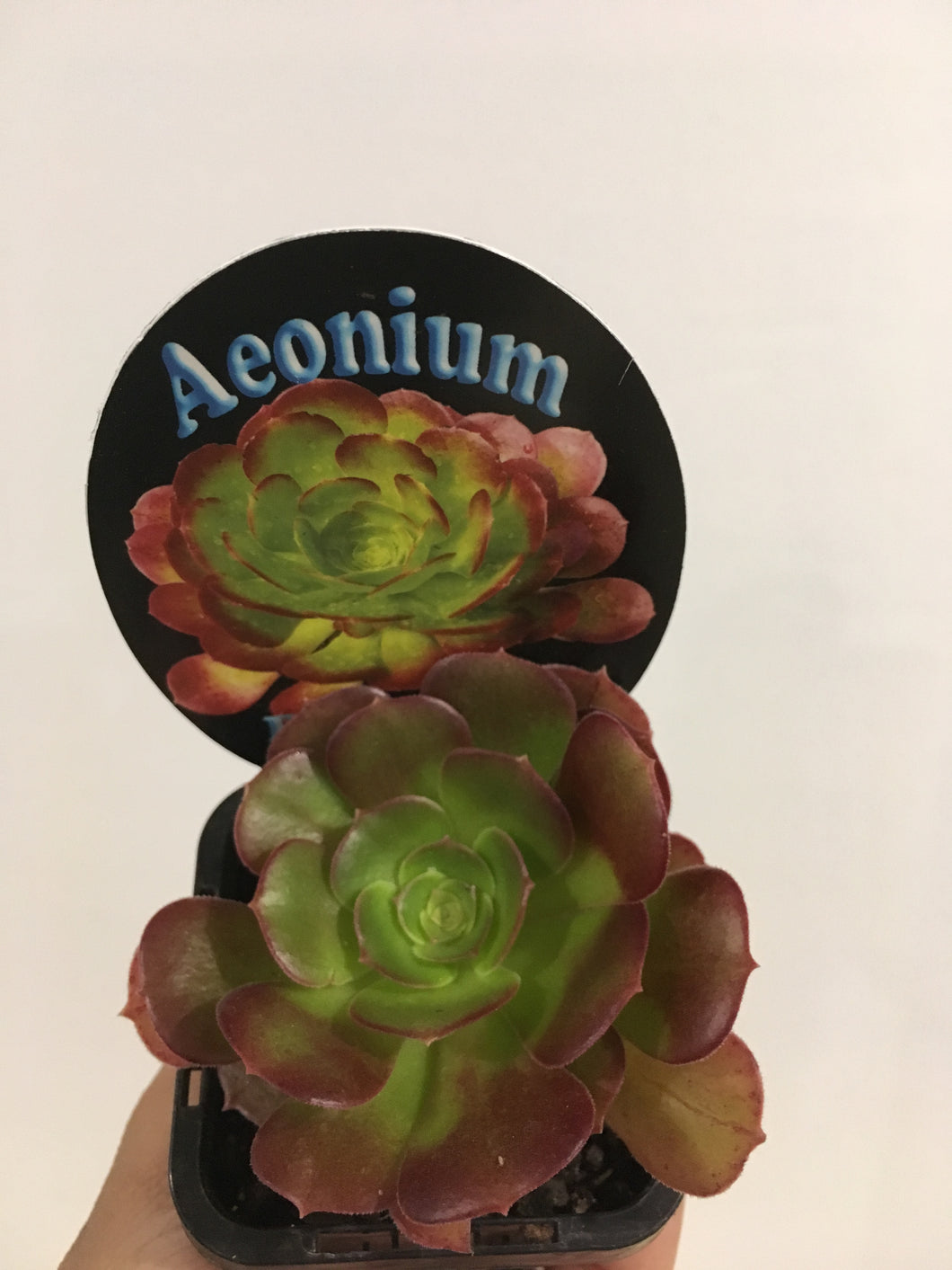 Aeonium Blushing Beauty in 7cm pot