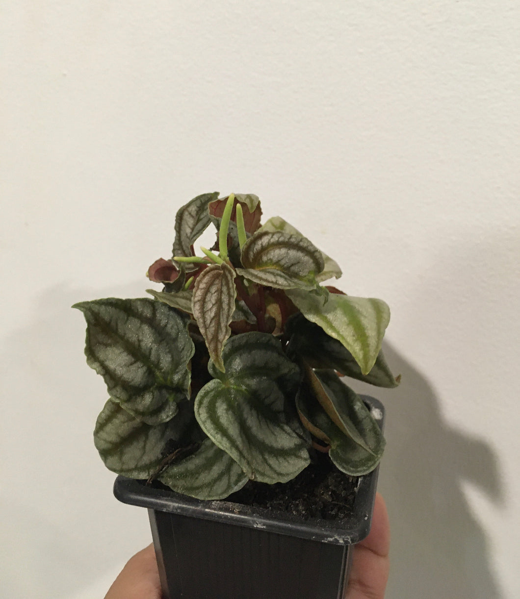 Peperomia turboensis (Red Watermelon) in 7.5 cm pot