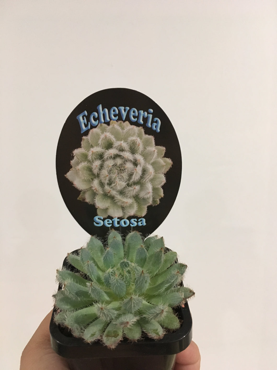 Echeveria Setosa in 7cm pot