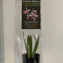 Load image into Gallery viewer, Mini Orchids - Cattleya
