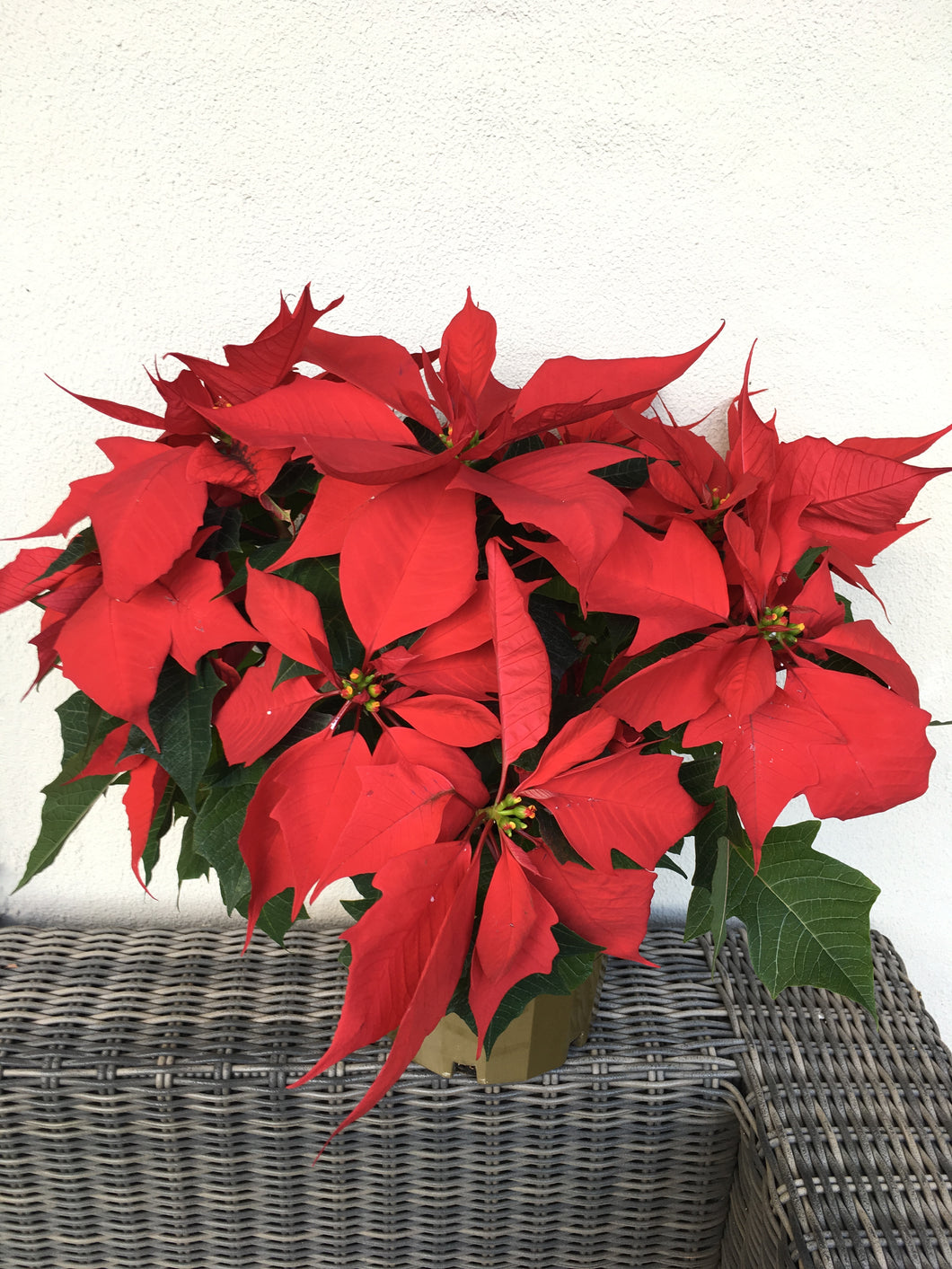 Large Poinsettia in 20cm pot