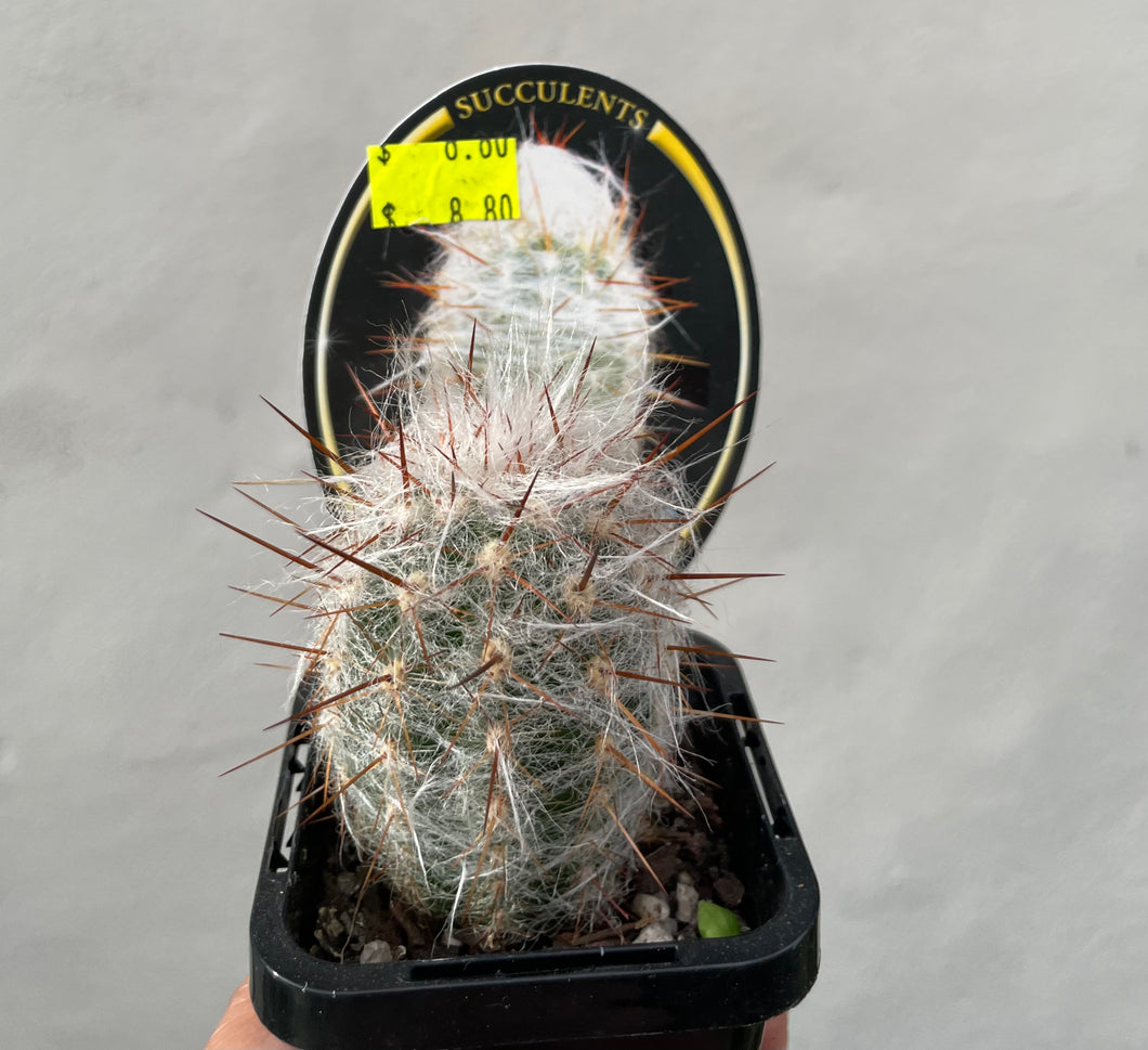 Old man of the mountain in 7cm pot