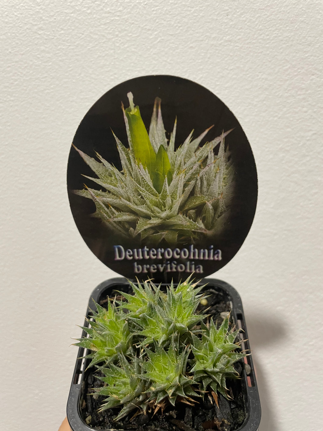 Deuterocohnia brevifolia in 7cm pot
