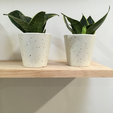 Load image into Gallery viewer, Sansevieria Hybrid in 8cm ceramic or cement pots
