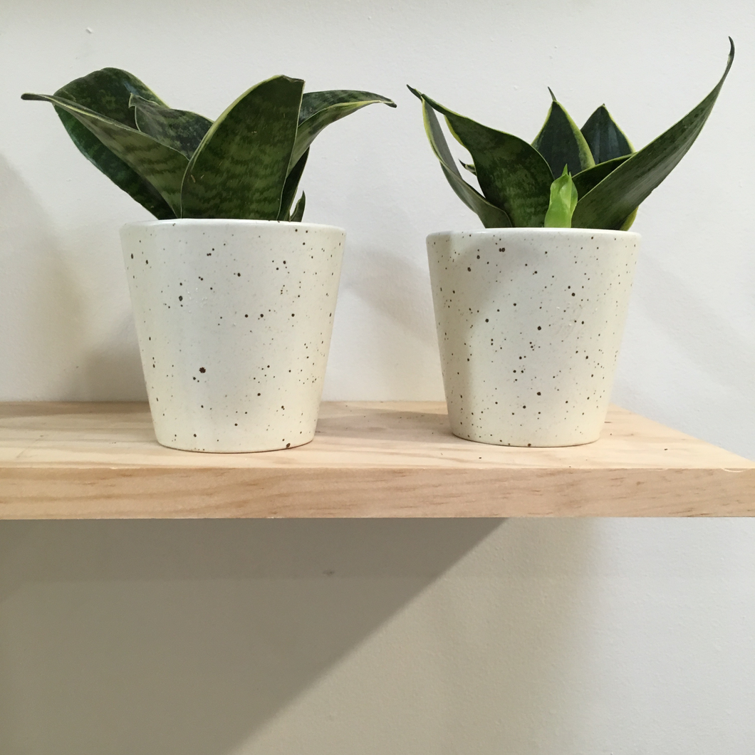 Sansevieria Hybrid in 8cm ceramic or cement pots