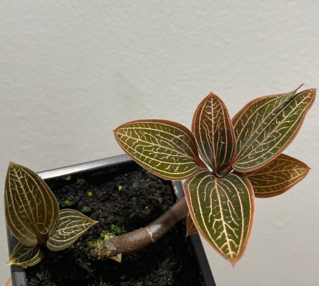 Ludisia spiderman - jewel orchid in 7.5cm pot