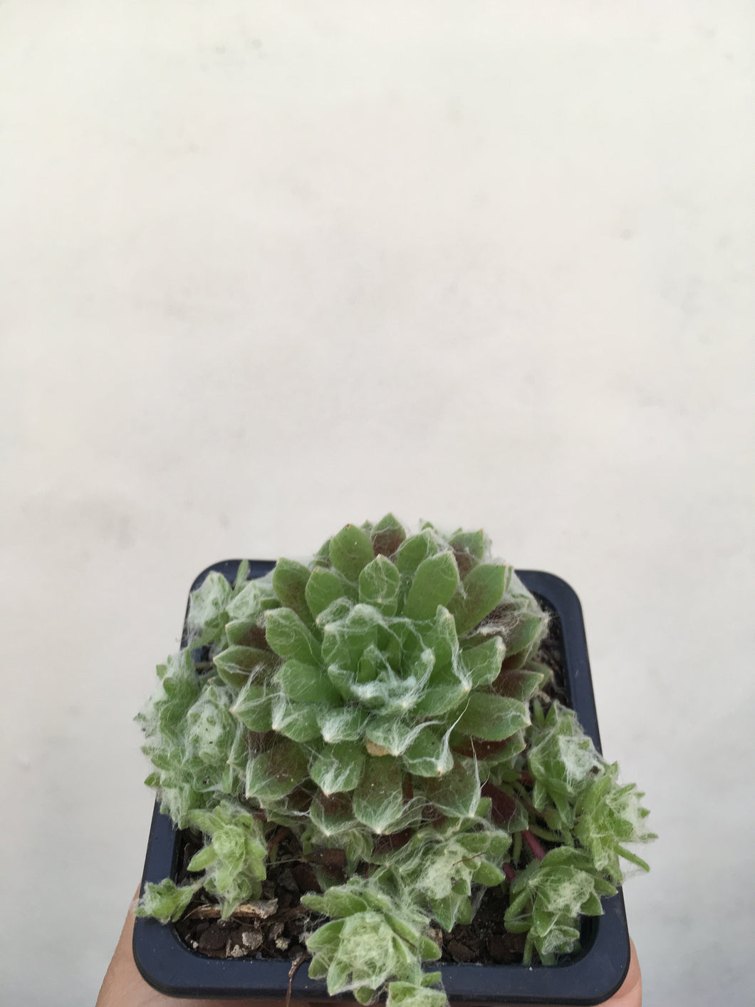 Sempervivum Arachnoideum in 7.5cm pot
