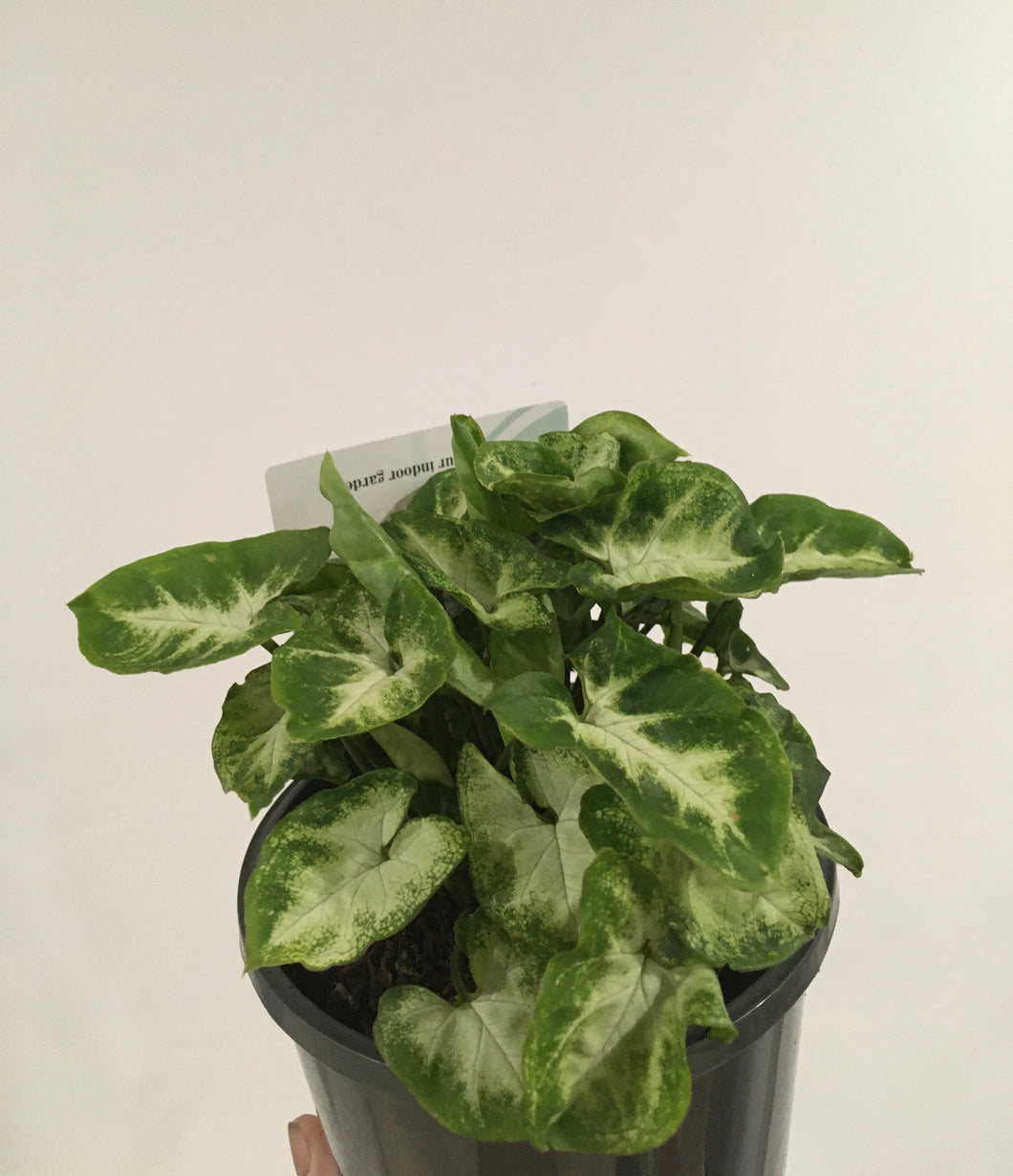 Syngoniun Pixie in 14cm nursery pot