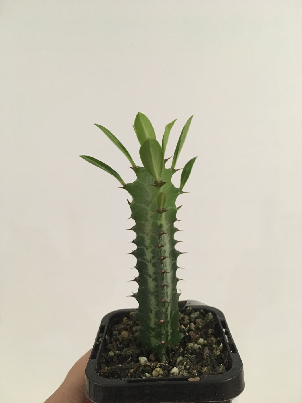 Euphorbia Trigona in 7cm pot