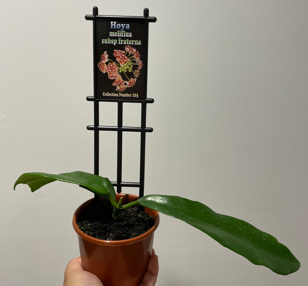 Hoya meliflua subsp fraterna in 10cm pot