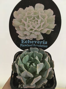 Echeveria Pinwheel Revolution in 7cm pot