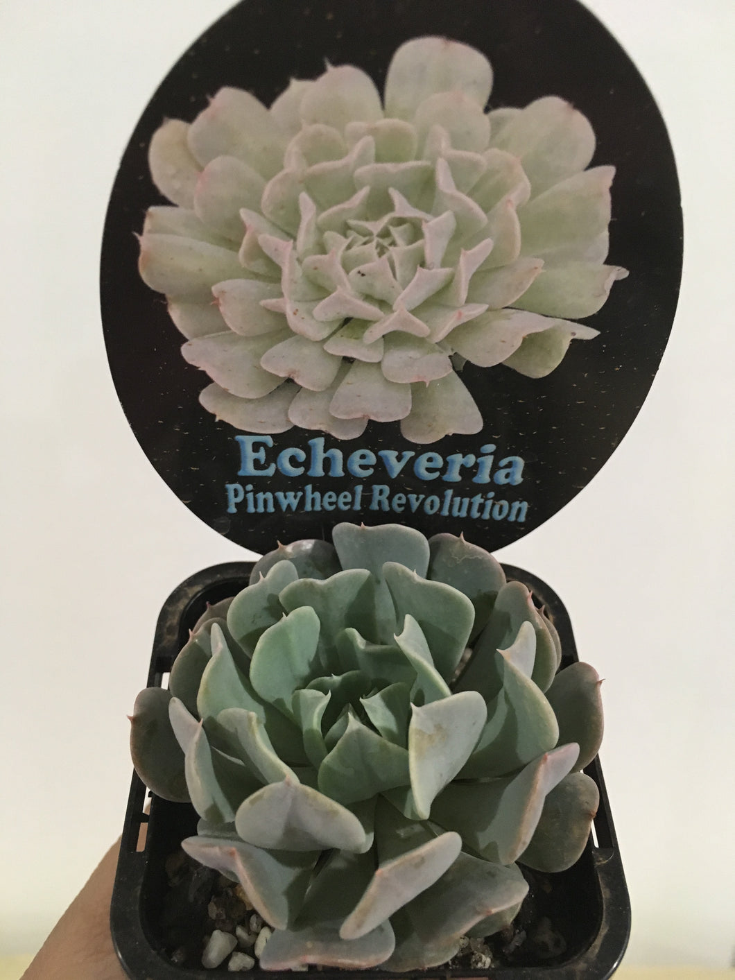 Echeveria Pinwheel Revolution in 7cm pot