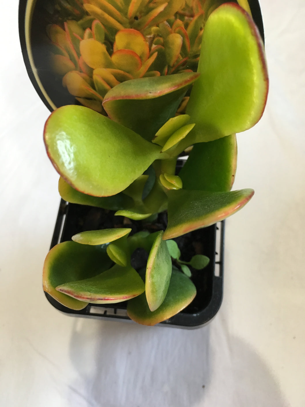 Crassula Hummels Sunset in 7cm pot