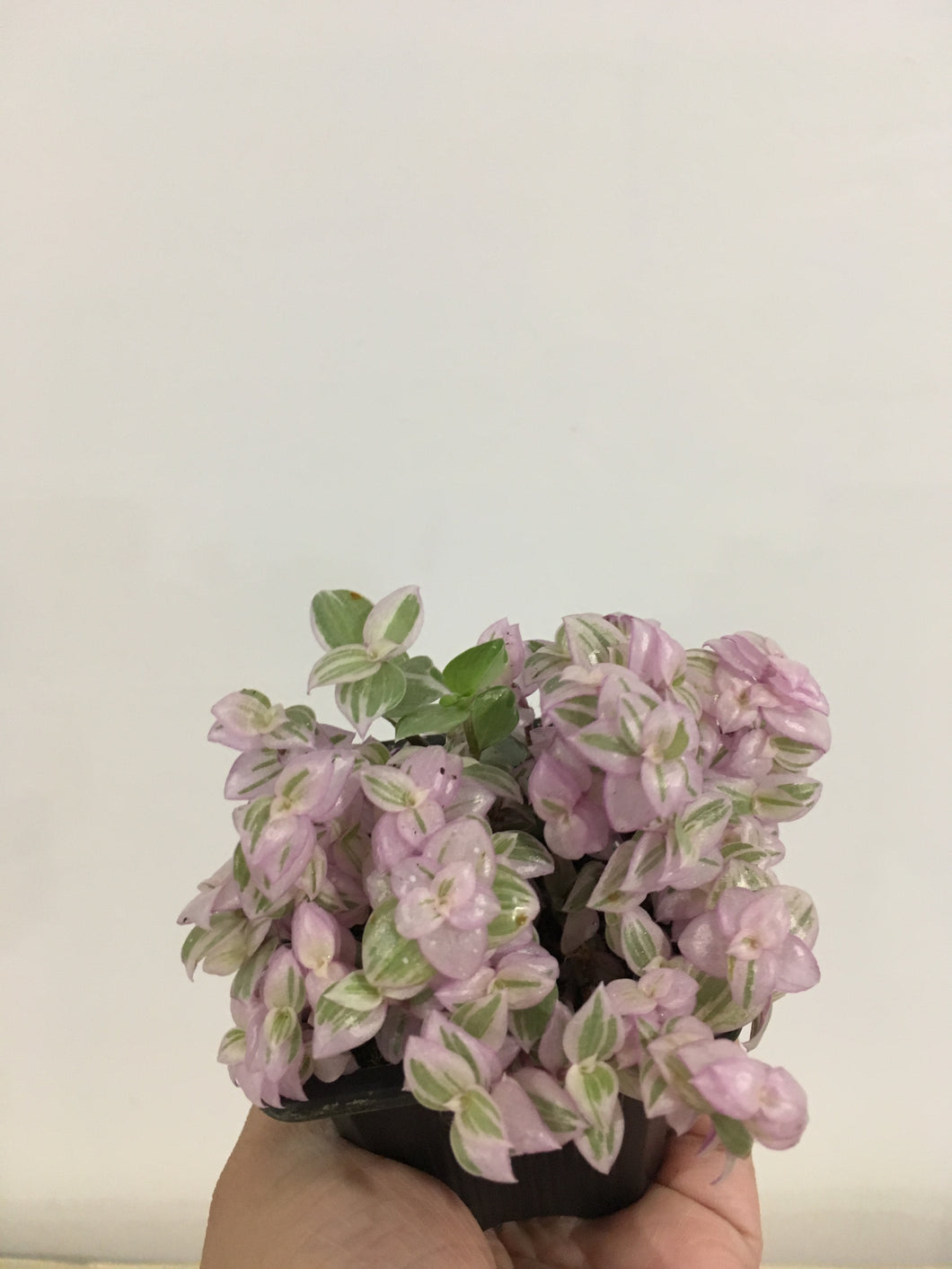 Callisia Repens Pink Panther in 7.5cm pot