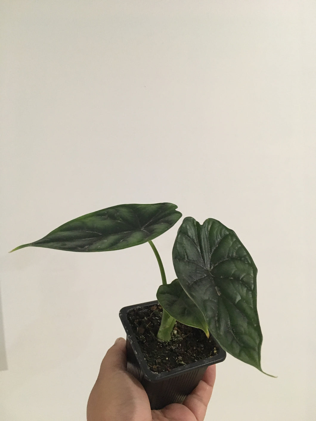 Alocasia Dragon Scale in 7.5cm pot