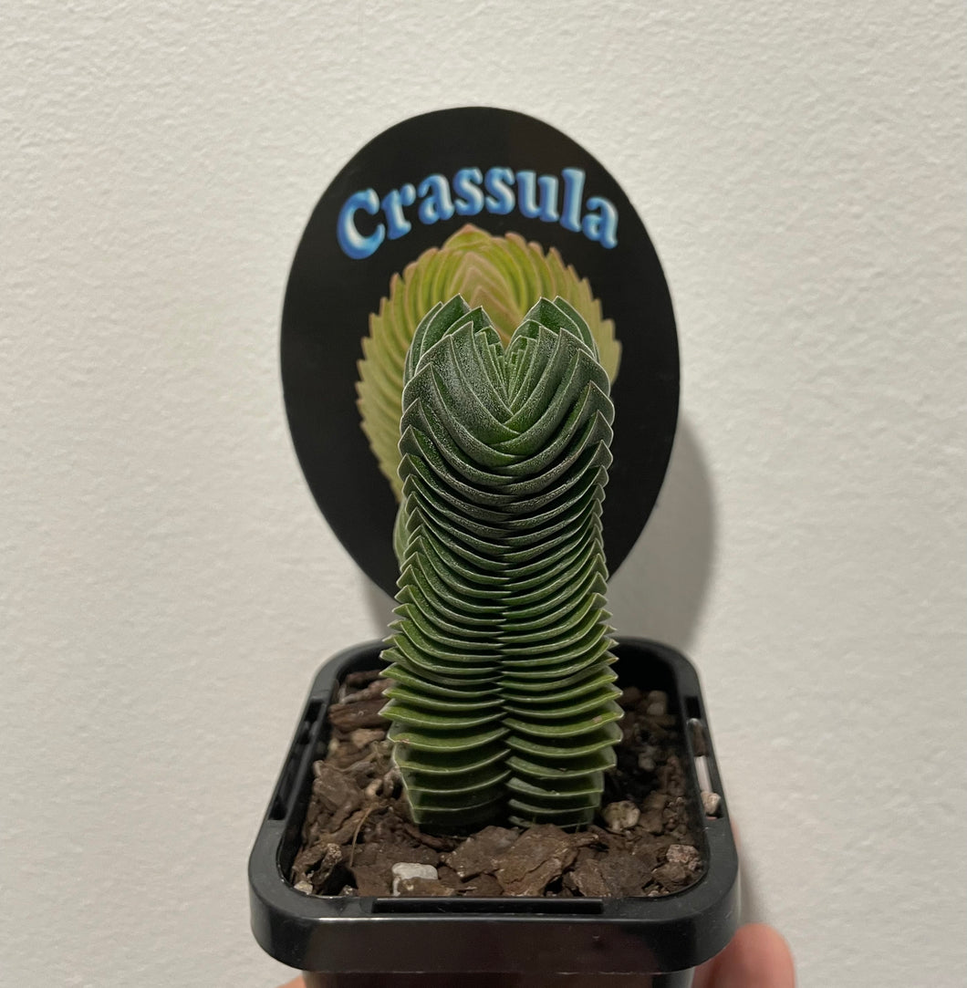 Crassula Buddha’s Temple in 7cm pot