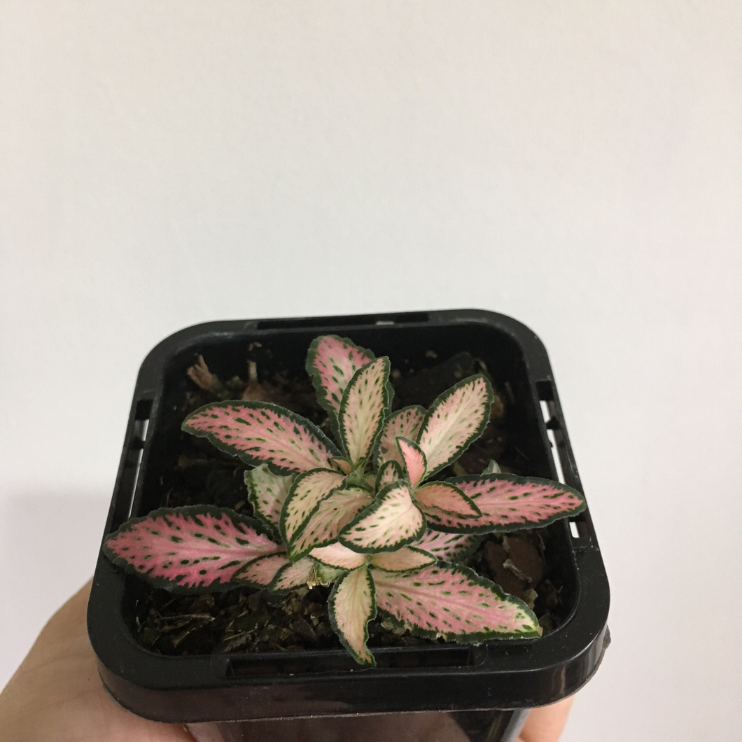 Fittonia Pink Star in 7cm pot