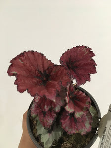 Begonia Rex in 13cm pot