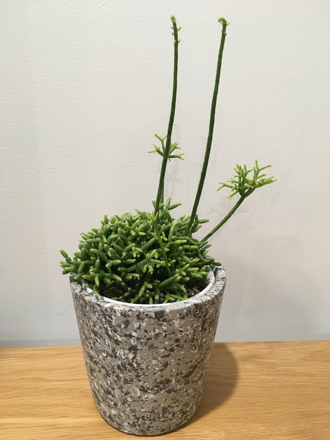 Rhipsalis Cereuscula in 13cm ceramic pot