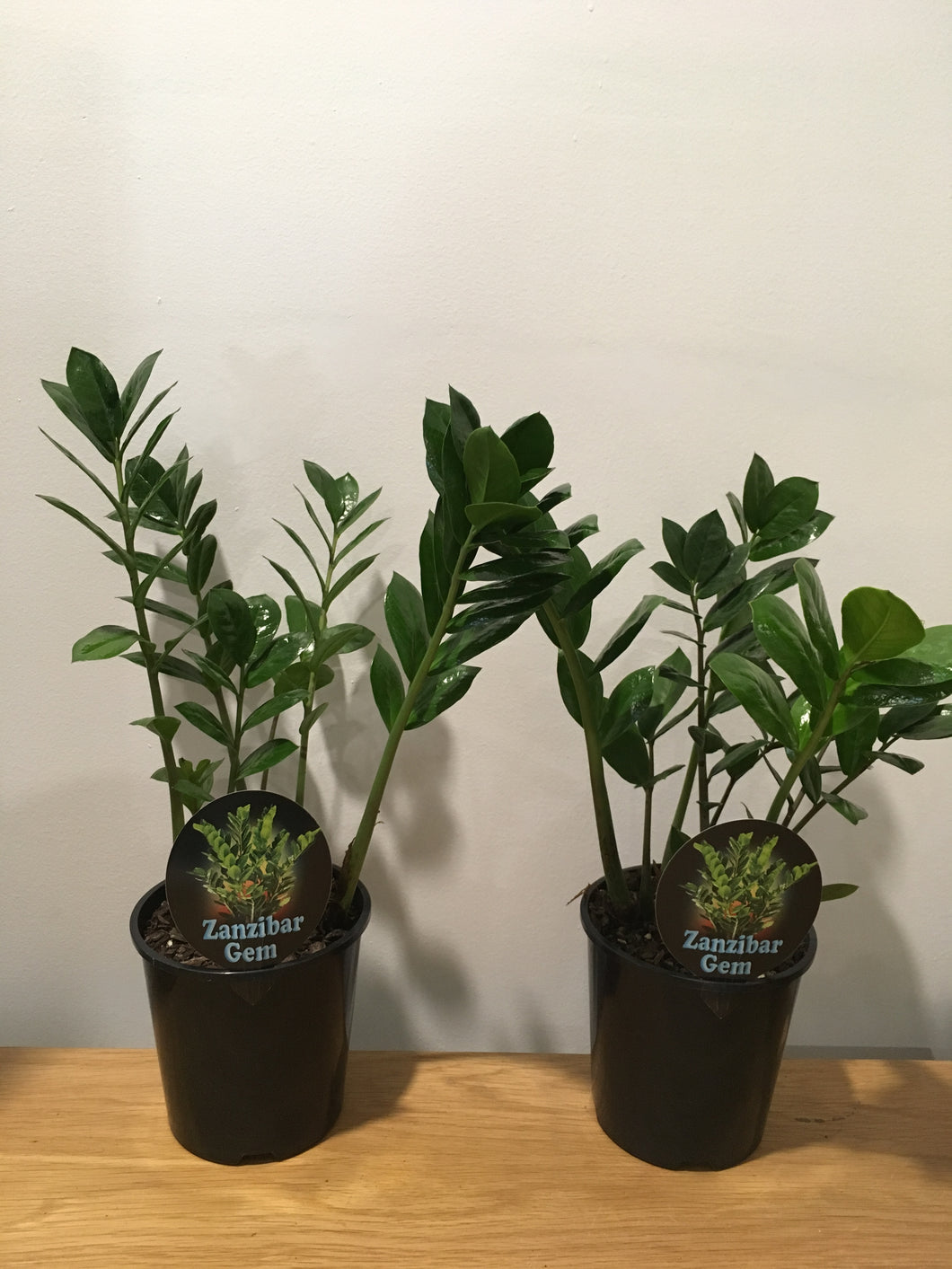 Zanzibar Gem in 15cm pot