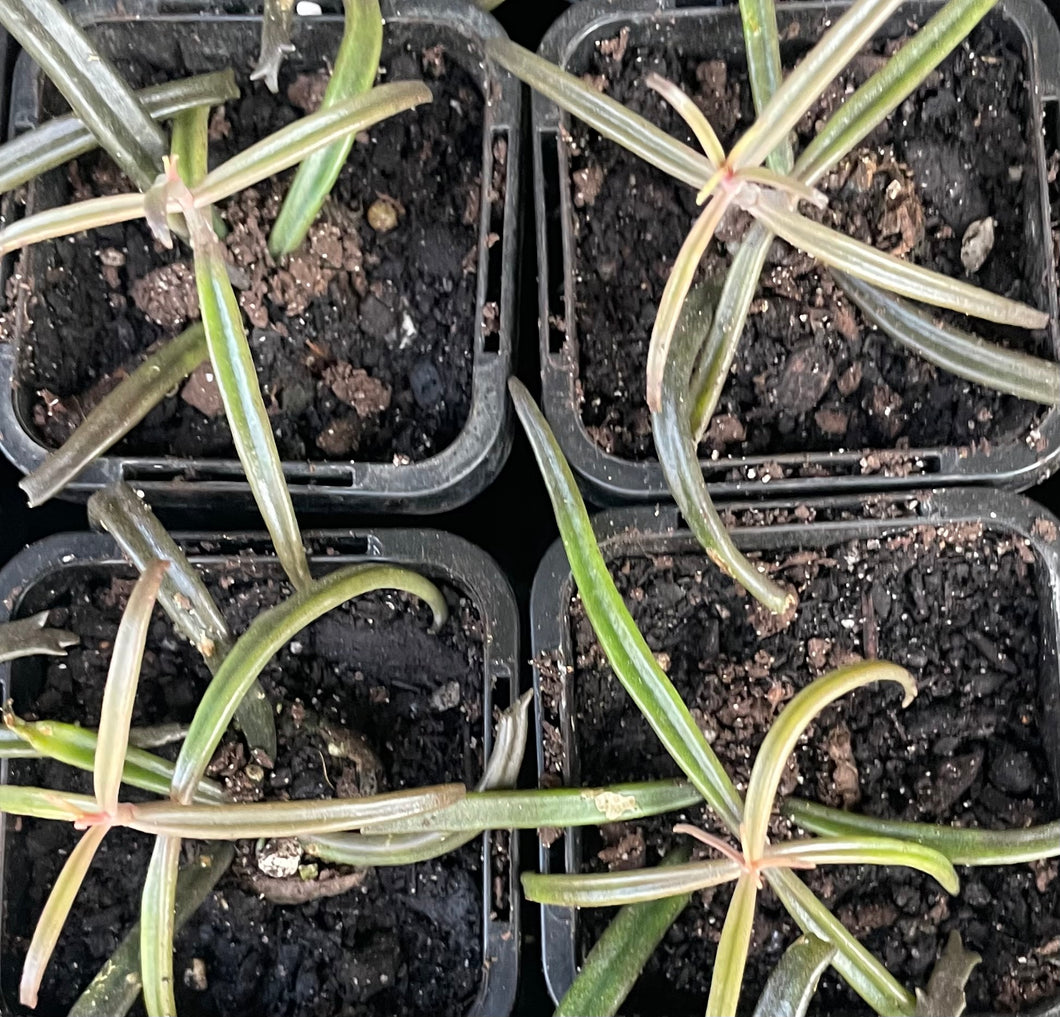 Kalanchoe beauverdii or senecio black widow in 7cm pot