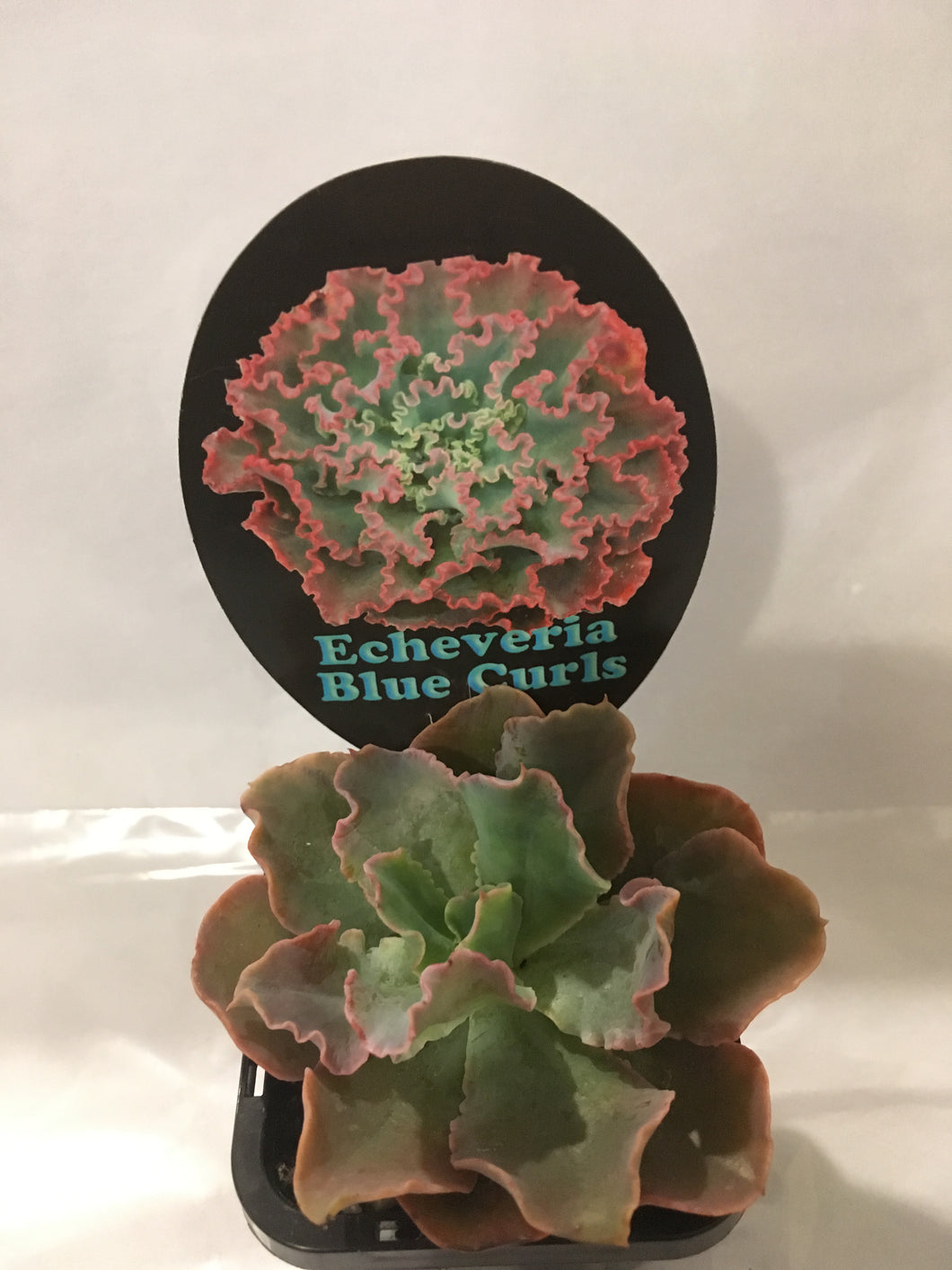 Echeveria Blue Curls in 7cm pot