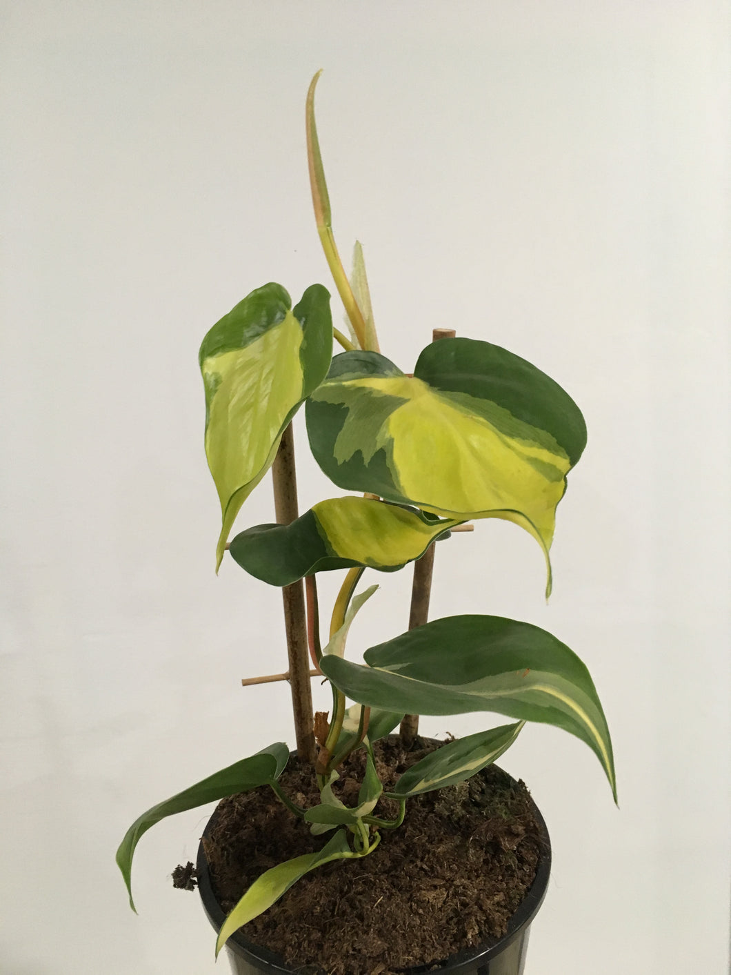 Philodendron Brasil in 15cm pot