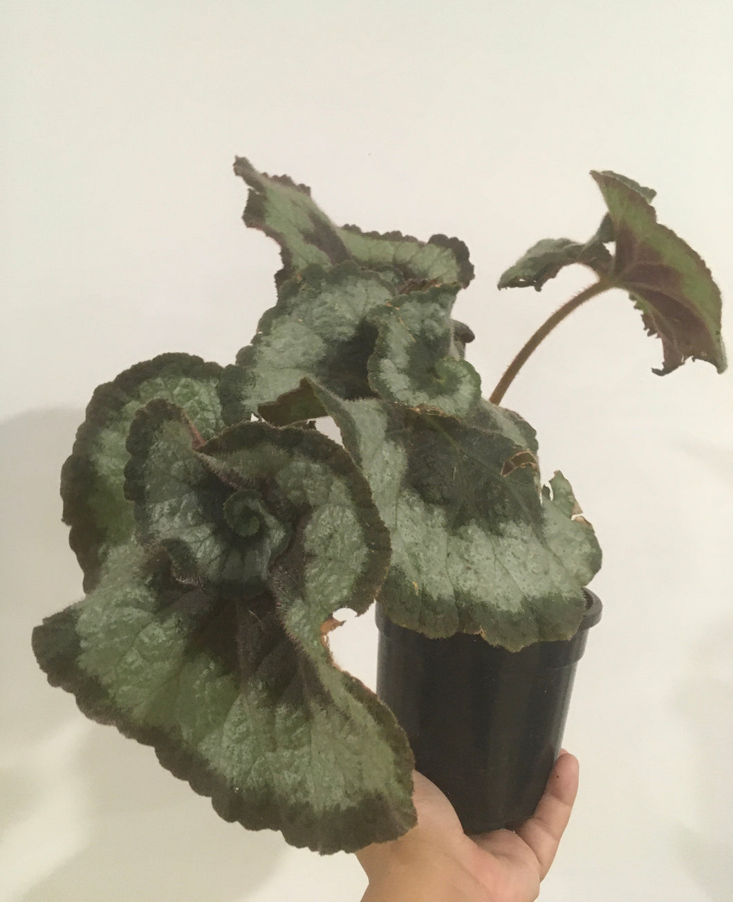 Begonia Rex Escargot in 13cm pot