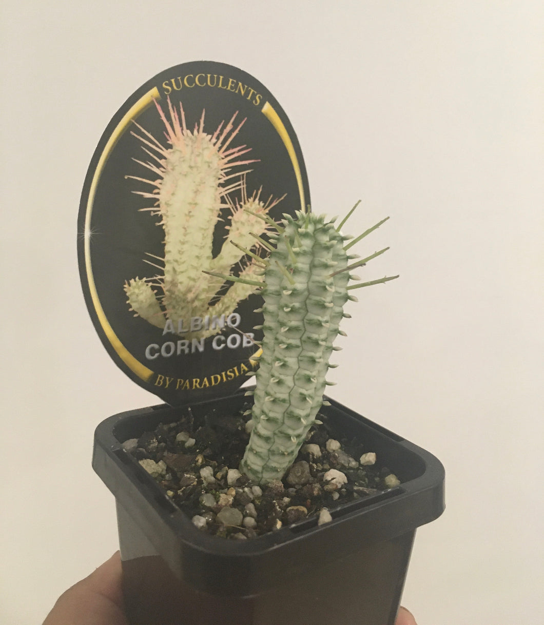 Euphorbia mammilliaris variegata in 7cm pot