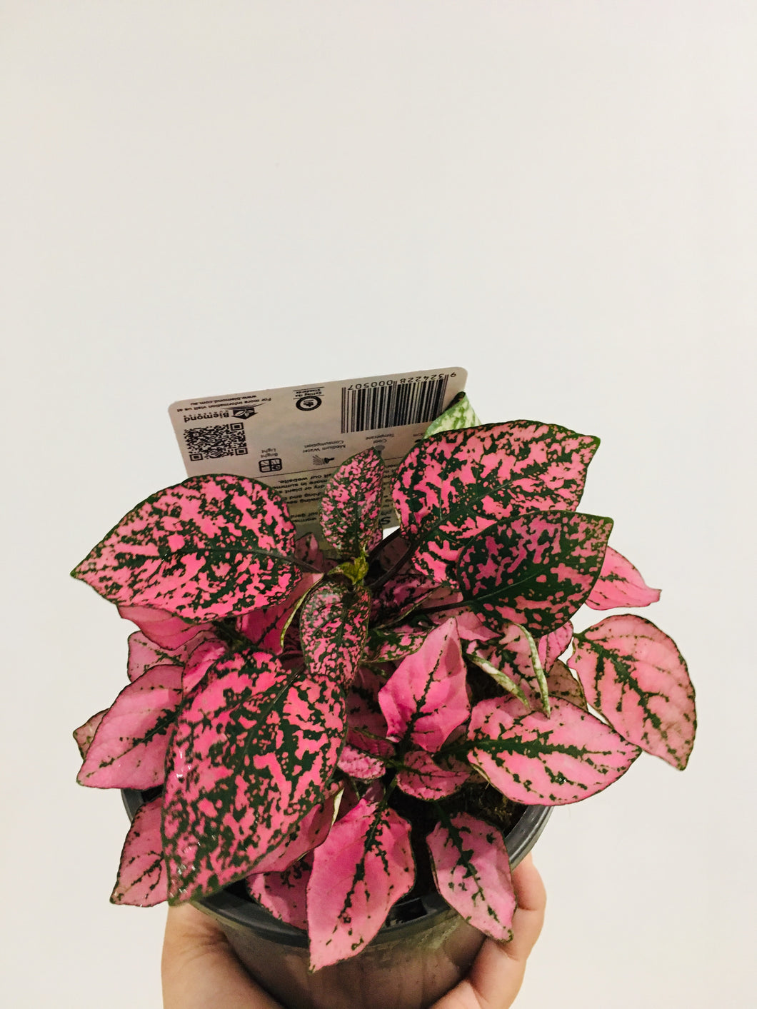 Hypoestes Pink Splash in 13cm pot