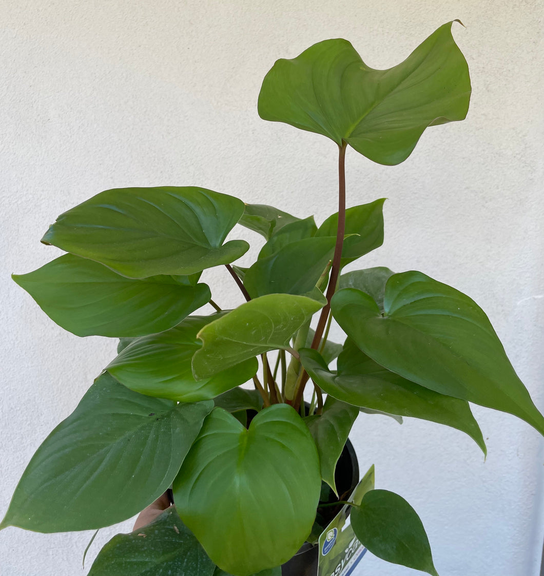 Homalomena maggie in 17cm pot