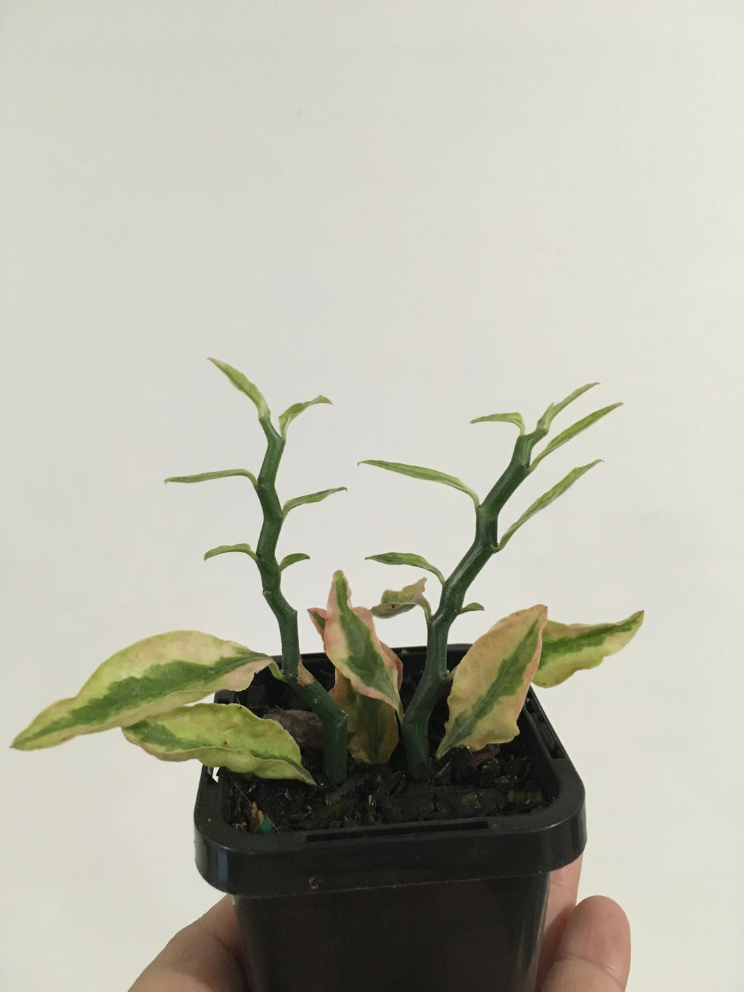 Pedilanthus Zigzag plant in 7cm pot