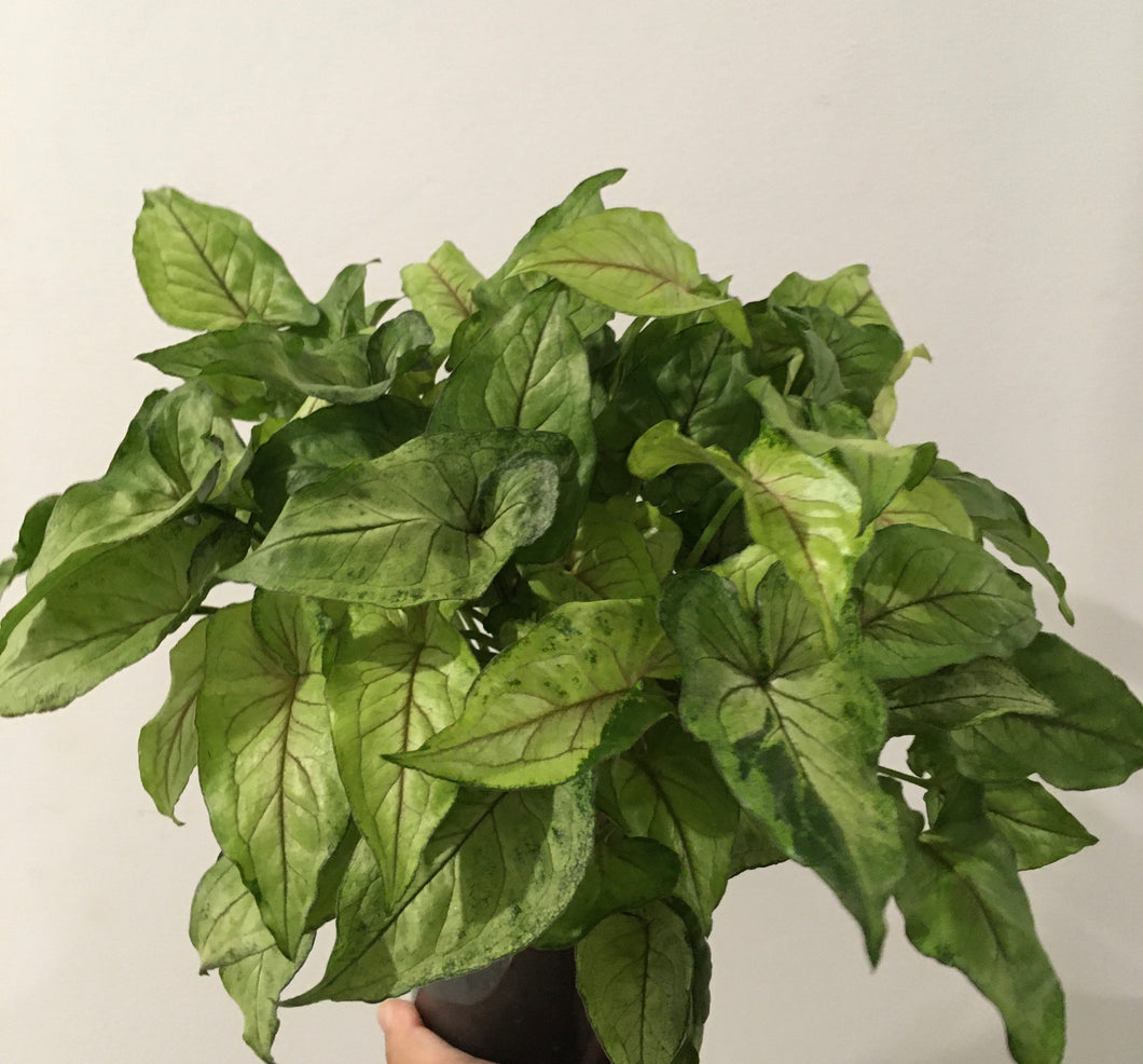 Syngonium in 14cm pot